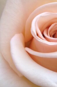 een witte roos heeft honderd kleuren Blog Plan b verdrietondersteuing